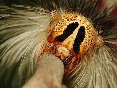caterpillar-close-up.jpg