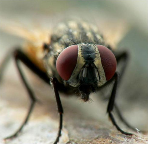 fly-portrait.jpg