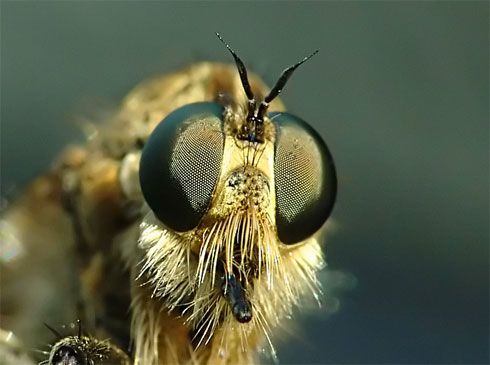 macro-bug-huber-andreas.jpg