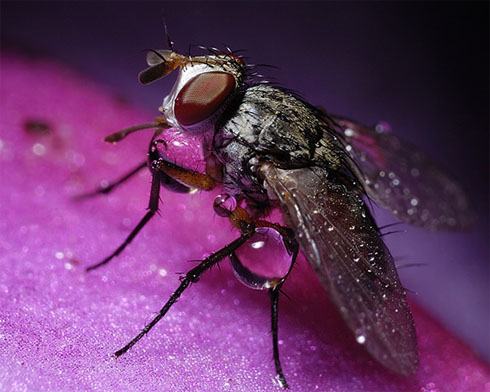 purple-fly.jpg