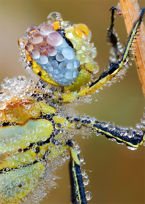 water-droplets-dragonfly.jpg